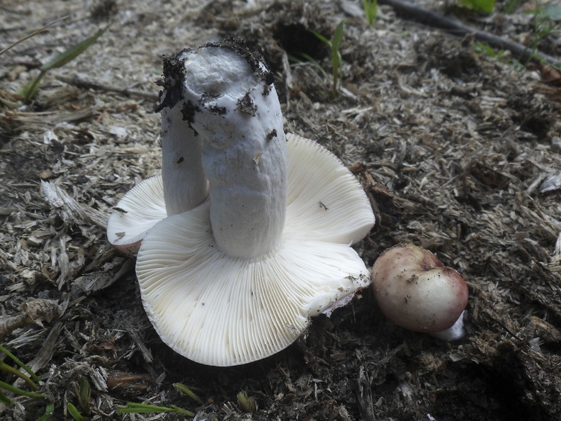 Russula exalbicans AMF 20180718-12