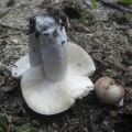 Russula_exalbicans_AMF_20180718-12.JPG