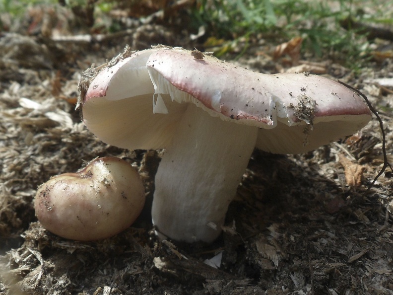 Russula exalbicans AMF 20180718-13