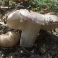 Russula exalbicans AMF 20180718-13