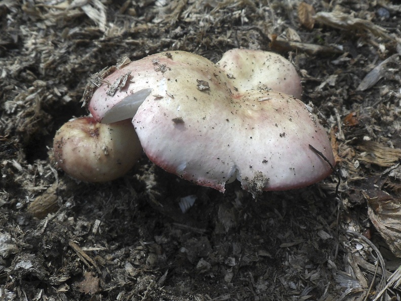 Russula exalbicans AMF 20180718-14