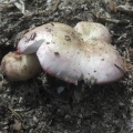 Russula_exalbicans_AMF_20180718-14.JPG