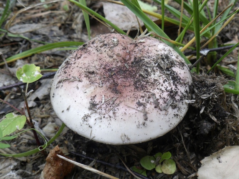 Russula exalbicans AMF 20180918-07