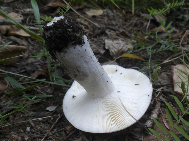 Russula exalbicans AMF 20180918-08