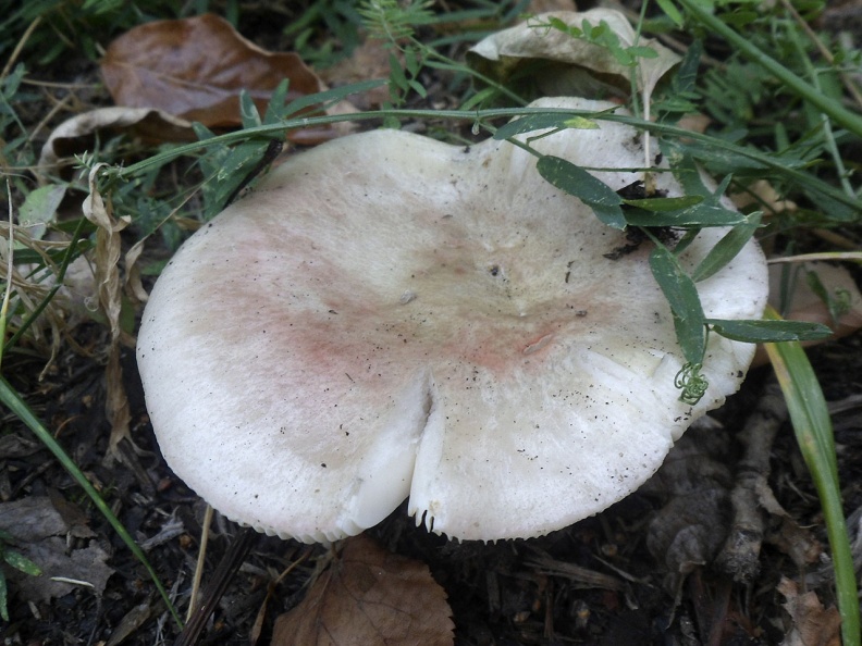 Russula_exalbicans_AMF_20180918-09.JPG