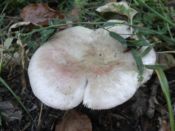 Russula exalbicans AMF 20180918-09