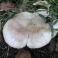 Russula_exalbicans_AMF_20180918-09.JPG