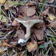 Ampulloclitocybe clavipes MVK 20210917