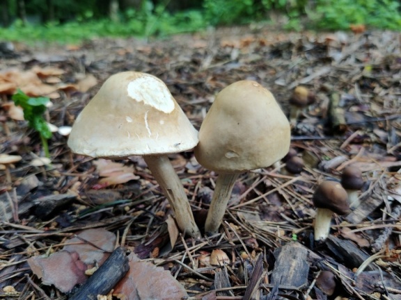 Agrocybe praecox MVK 20220618-03