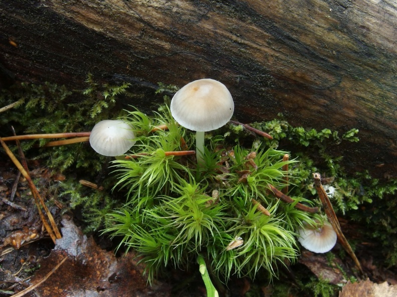 Mycena maculata - Мицена пятнистая
