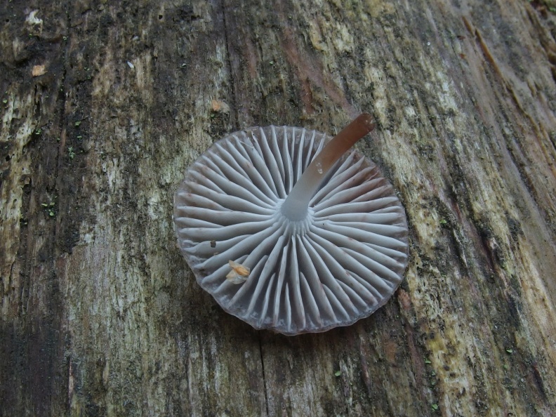 Mycena maculata - Мицена пятнистая
