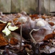 Mycena vitilis MVK 20241107-01