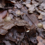 Mycena vitilis MVK 20241107-02