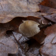 Mycena vitilis MVK 20241107-03