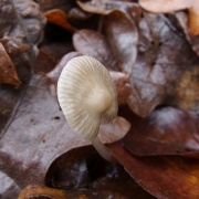 Mycena vitilis MVK 20241107-04