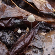 Mycena vitilis MVK 20241107-05