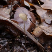 Mycena vitilis MVK 20241107-06