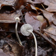 Mycena vitilis MVK 20241107-07