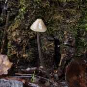 Mycena vitilis MVK 20241107-08