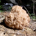 Artomyces microsporus MVK 20050806S