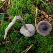 Entoloma sphagneti MVK 20181006-04