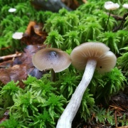 Entoloma sphagneti MVK 20181006-03