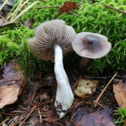 Entoloma sphagneti MVK 20181006-02