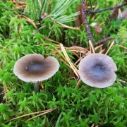 Entoloma sphagneti MVK 20181006-01