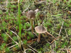 Entoloma nitens 20060907-05