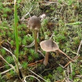 Entoloma nitens 20060907-05