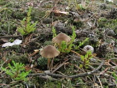 Entoloma nitens 20060907-01