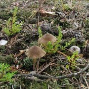 Entoloma nitens 20060907-01