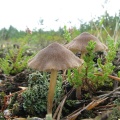Entoloma nitens 20060907-02