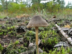 Entoloma nitens 20060907-03