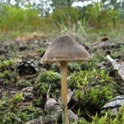 Entoloma nitens 20060907-03