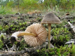Entoloma nitens 20060907-04