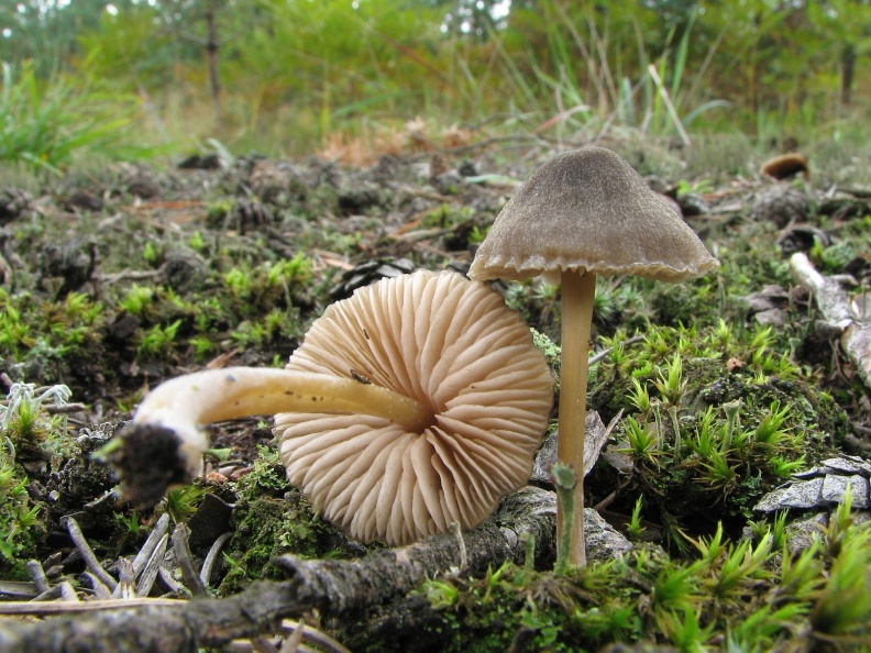 Entoloma_nitens_20060907-04.jpg