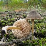 Entoloma nitens 20060907-04