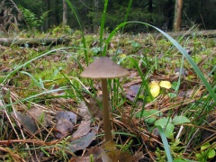 Entoloma conferendum MVK 20081104-01