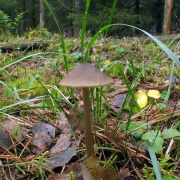Entoloma conferendum MVK 20081104-01