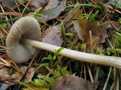 Entoloma conferendum MVK 20081104-02