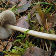 Entoloma conferendum MVK 20081104-02