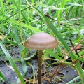 Entoloma conferendum MVK 20060722-02