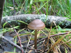 Entoloma conferendum MVK 20060722-01