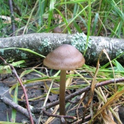 Entoloma conferendum MVK 20060722-01