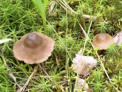 Entoloma conferendum MVK 20040626