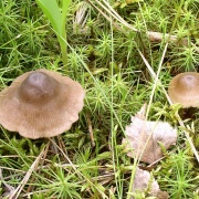 Entoloma conferendum MVK 20040626