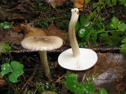 Hygrophorus pustulatus