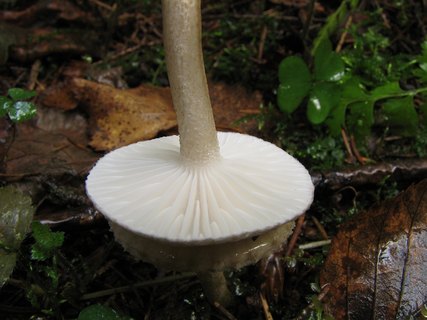 Hygrophorus pustulatus