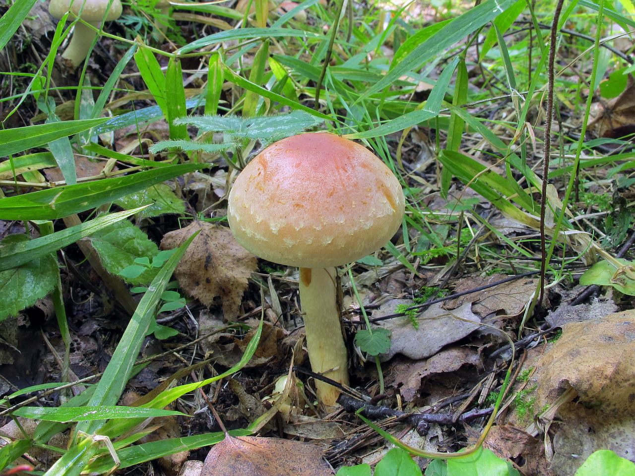 Hypholoma lateritium